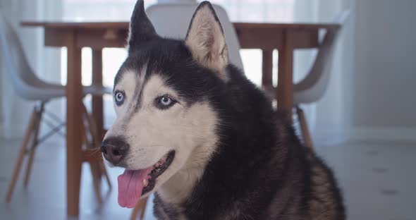 A Fun Closeup of a Beautiful Husky with Beautiful Blue Eyes and a Smile on His Face alt