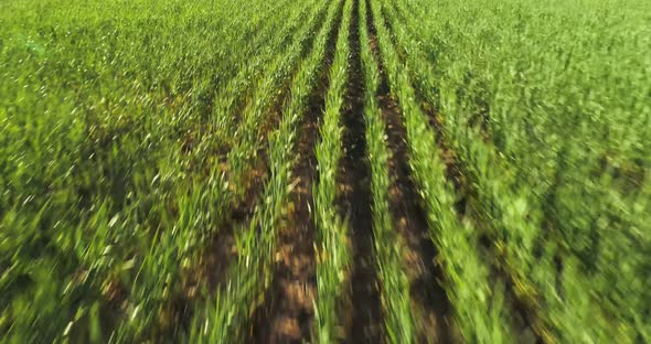 Drone shot moving over a green wheat field alt