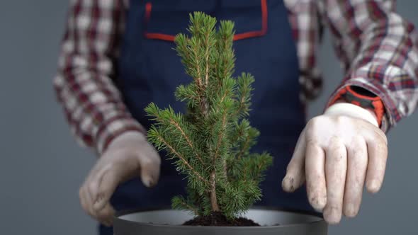 Transplanting Indoor Plants alt