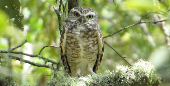 Burrowing Owl Male