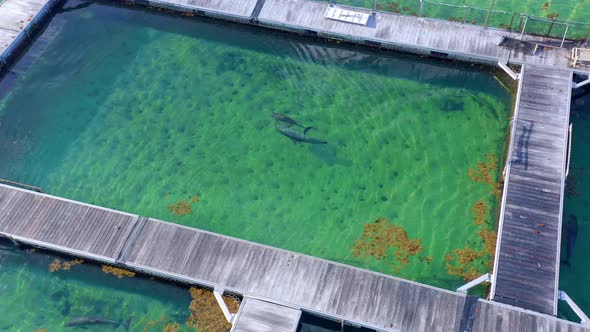 Amazing video of two dolphins swimming in pool of island park at Punta Cana in Dominican Republic. A alt