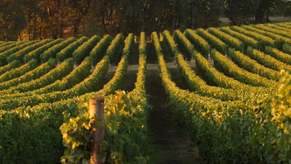 Pan across vineyard rows in morning light, Willamette Valley Oregon alt