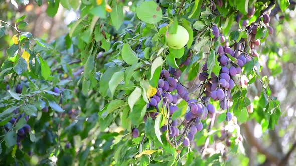 Many Ripe Plums on a Branch Sway in the Wind