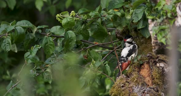 Great Spotted Woodpecker, Dendrocopos major, Colourful Bird Feeding On Moss Covered Tree Trunk