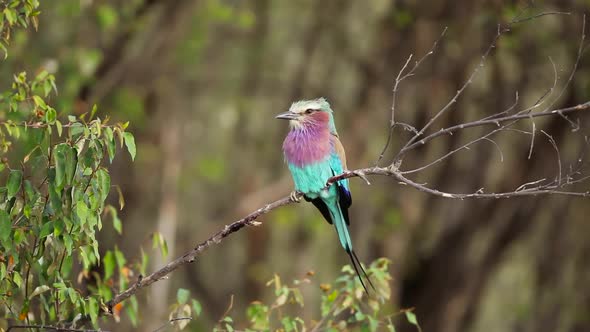 Colorful African Bird
