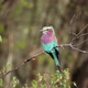 Colorful African Bird - VideoHive Item for Sale