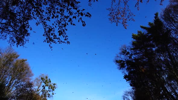 Autumn trees against the backdrop of the sky. Falling leaves. alt