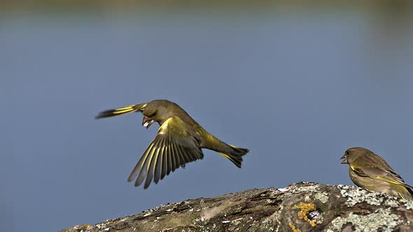 700587 European Greenfinch, carduelis chloris, Adult in Flight, Fighting, Normandy, Slow motion alt