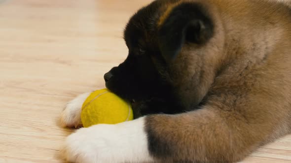 Small dog biting yellow ball