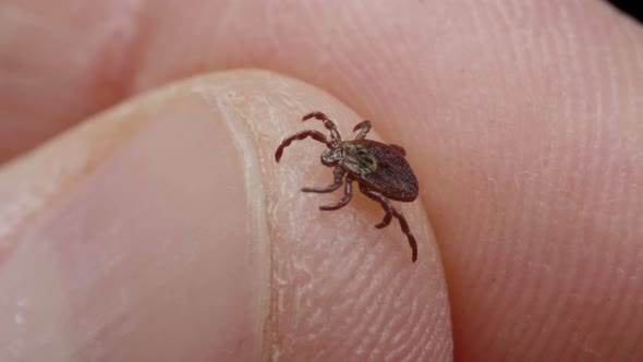 Human Keeps the Blood-sucking Bug in the Fingers, Macro Shot alt