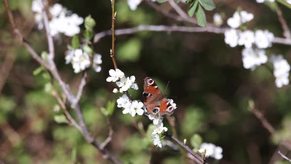 Peacock Butterfly Feeding On Wild Cherry White Spring Blossom