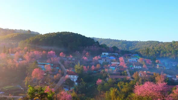 4K : Timelapse of a rural village with beautiful Wild Himalayan Cherry alt