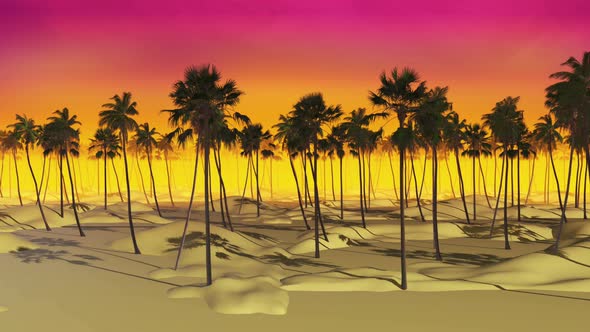 Summer Palm Sunset 03 4k  
