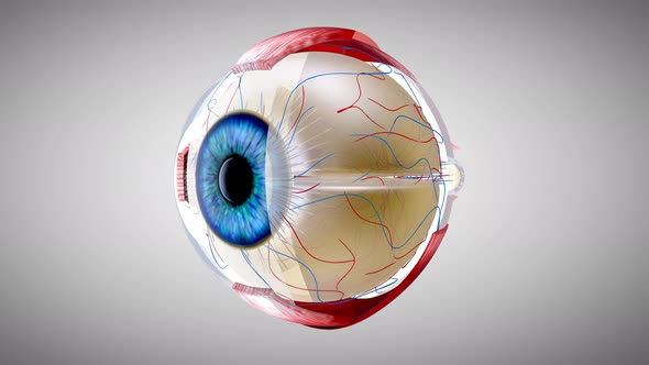 4K Eye anatomy, Motion Graphics | VideoHive