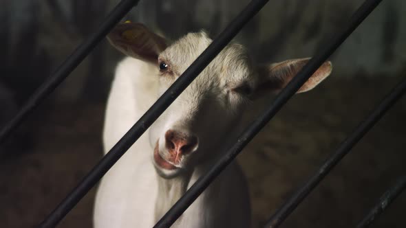White Goat Chews Animal Food Behind Bars on the Farm and Looks Into the Camera