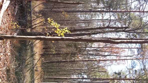Vertical Video Aerial View of Trees in the Forest on an Autumn Day in Ukraine Slow Motion alt