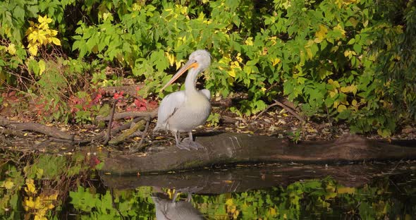 Dalmatian Pelican Pelecanus Crispus Is the Largest Member of the Pelican Family alt