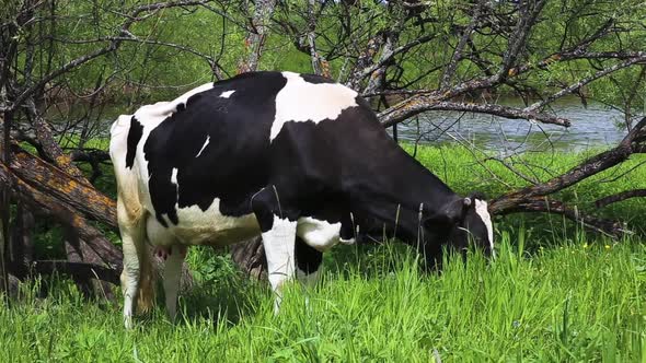 cow grazing in a pasture near a river alt