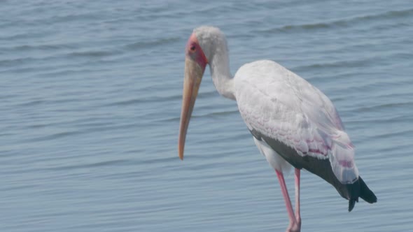 A yellow-billed stork walking slowly along the shore hunting for food - closeup shot alt