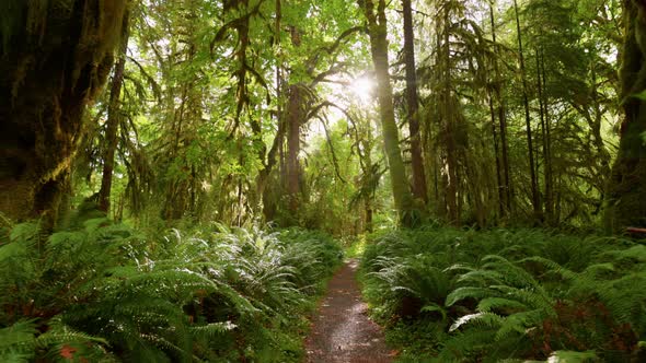Rain Forest in Olympic National Park Washington United States alt