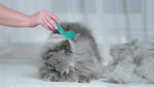 Woman Combing the Wool of a British Cat Hand Closeup alt