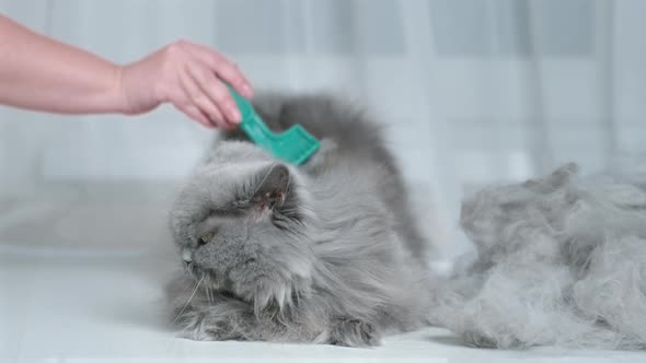Woman Combing the Wool of a British Cat Hand Closeup