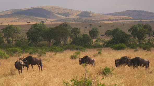Gnus walking in dry grass alt