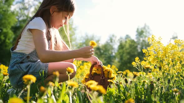 Little Cute Girl Collects Dandelions in a Baby Bag While Sitting on a Sunny Meadow alt