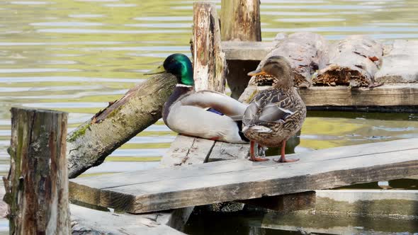 Ducks Swim on Lake Close Up 