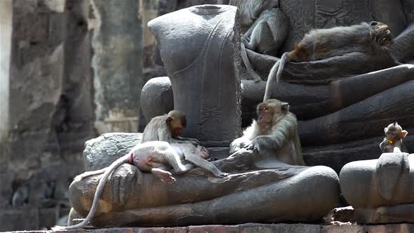 Monkeys At An Ancient Ruin 04 alt