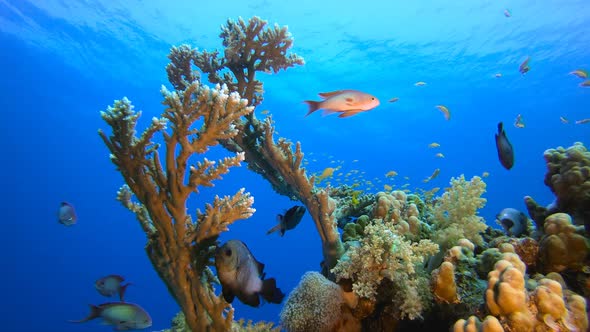 Tropical Reef Underwater Life alt