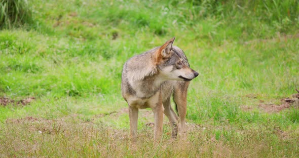 Wolf Eating Meat on Field alt