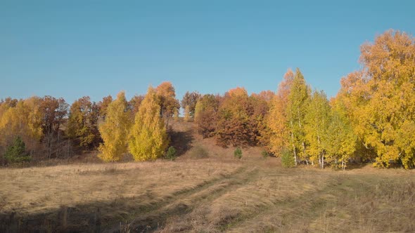 Amazing sunny autumn forest alt