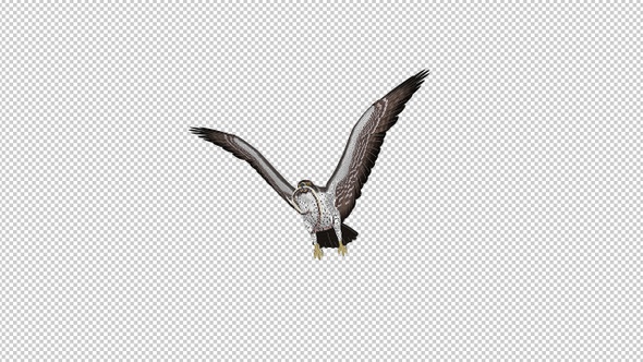 Snake Eagle with Caught Serpent - 4K Flying Transition - V