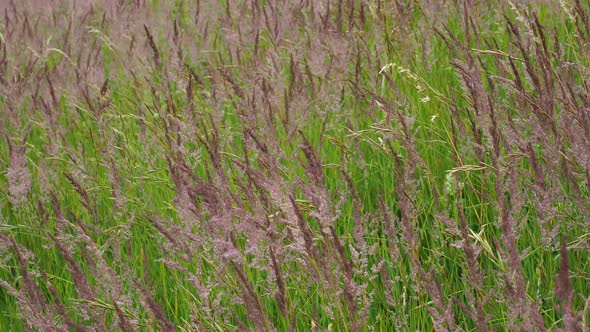 Blooming grasses in a meadow. Wind on the grass. 