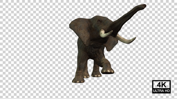 Elephant Fight Idle Front View alt