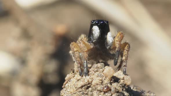 Jumping Spider Close Up alt