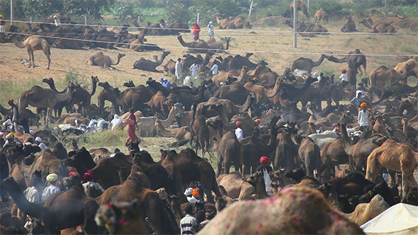 Pushkar Camel Fair alt