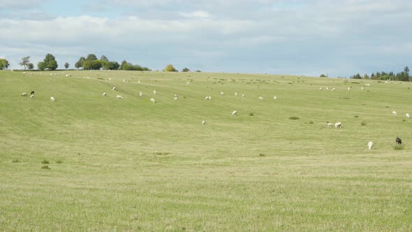 A View of Large Green Fields, Filled with Sheep alt