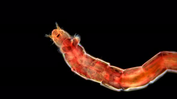 Mosquito Larva Chironomus Sp alt