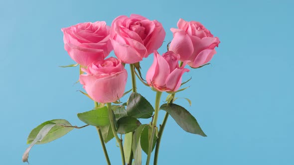 Dolly Shot Bouquet of Pink Rose Flowers on Blue Background alt