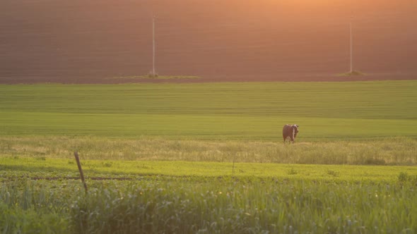 Rural landscape at sunset. Cow grazing in the meadow