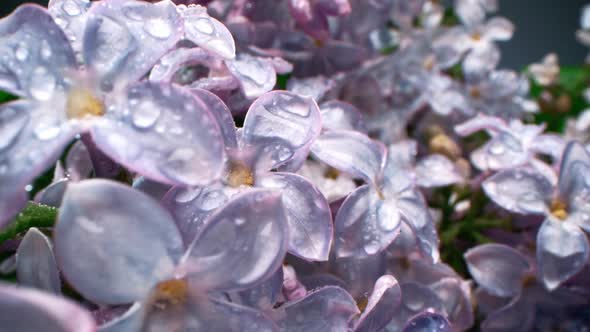 Wet Lilac Blossom Flowers alt