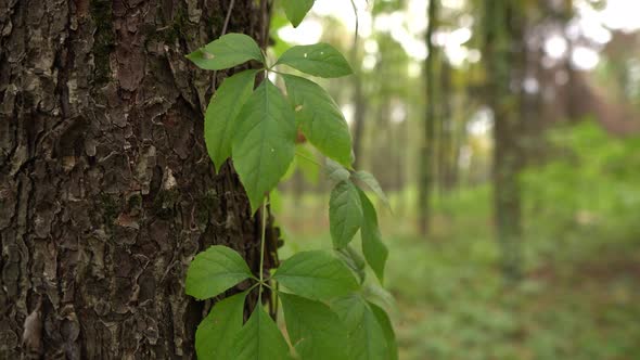 Green Leaves Grow On The Bark Of A Tree In The Forest