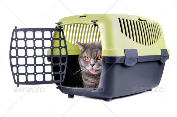 Gray cat - Stock Photo - Images