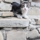 Kitten On The Staircase Kitten On The Staircase - VideoHive Item for Sale