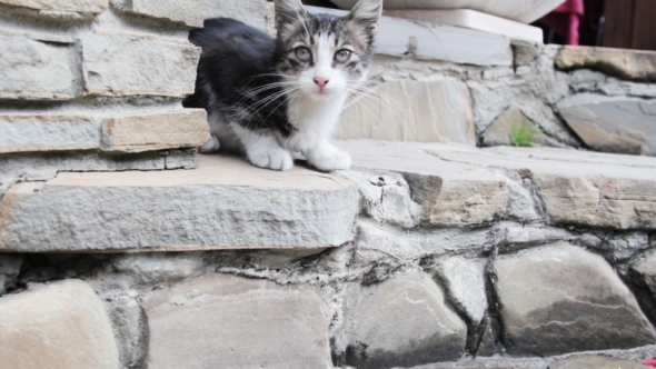Kitten On The Staircase