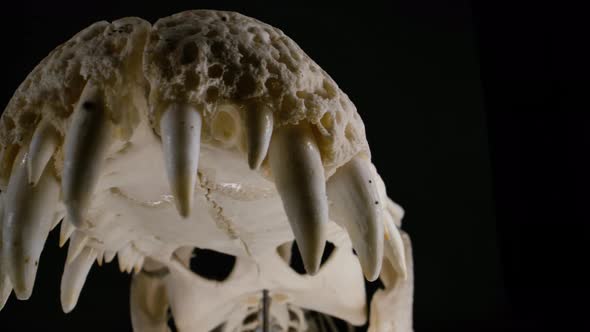 Crocodillian skeleton big teeth on predator skull with black background alt