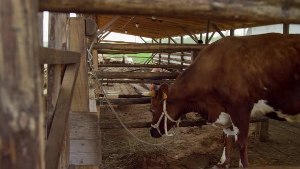 Brown Cow with a Number on Its Ear is Tied to a Fence in a Stable on the Farm