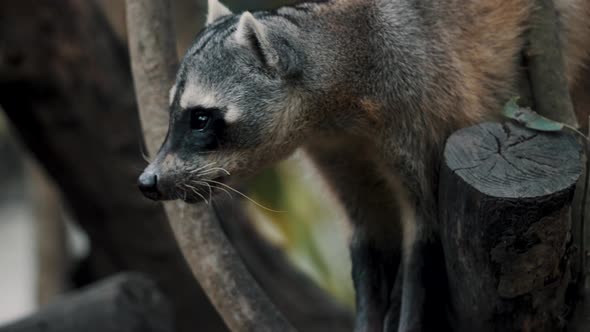 Crab-eating Raccoon Searching For Food Perching On Mangrove Forest Trees In Costa Rica, Central Amer alt